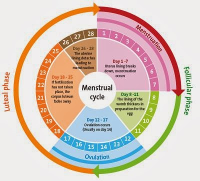 Brands of Ovulation Test Kits in India