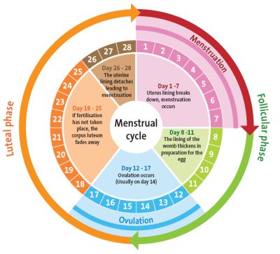 Ovulation