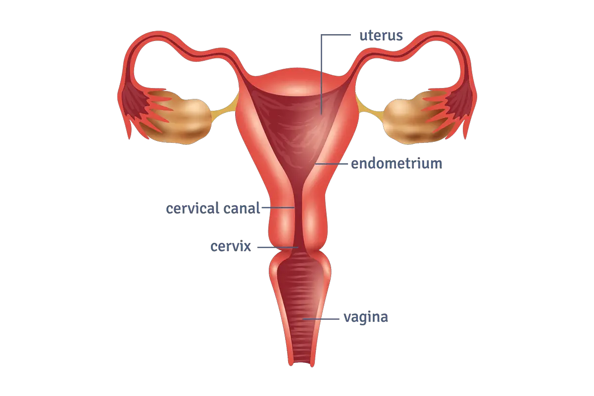 The position of the cervix